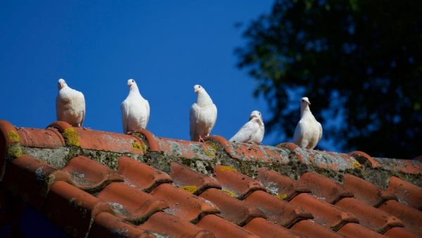 Spring Time Roof Tips Spring Time Roof Tips